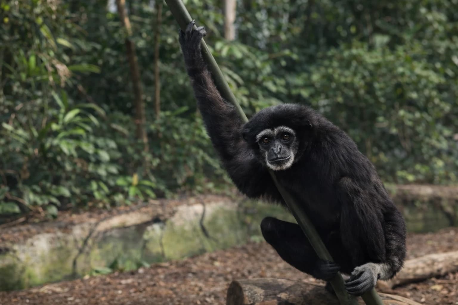 White-cheeked gibbon portrait reference image