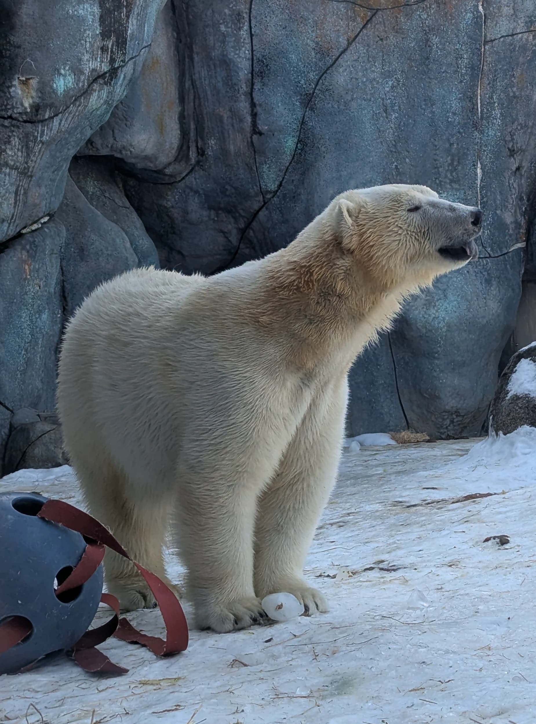 Polar bear standing near den opening in a tighter frame